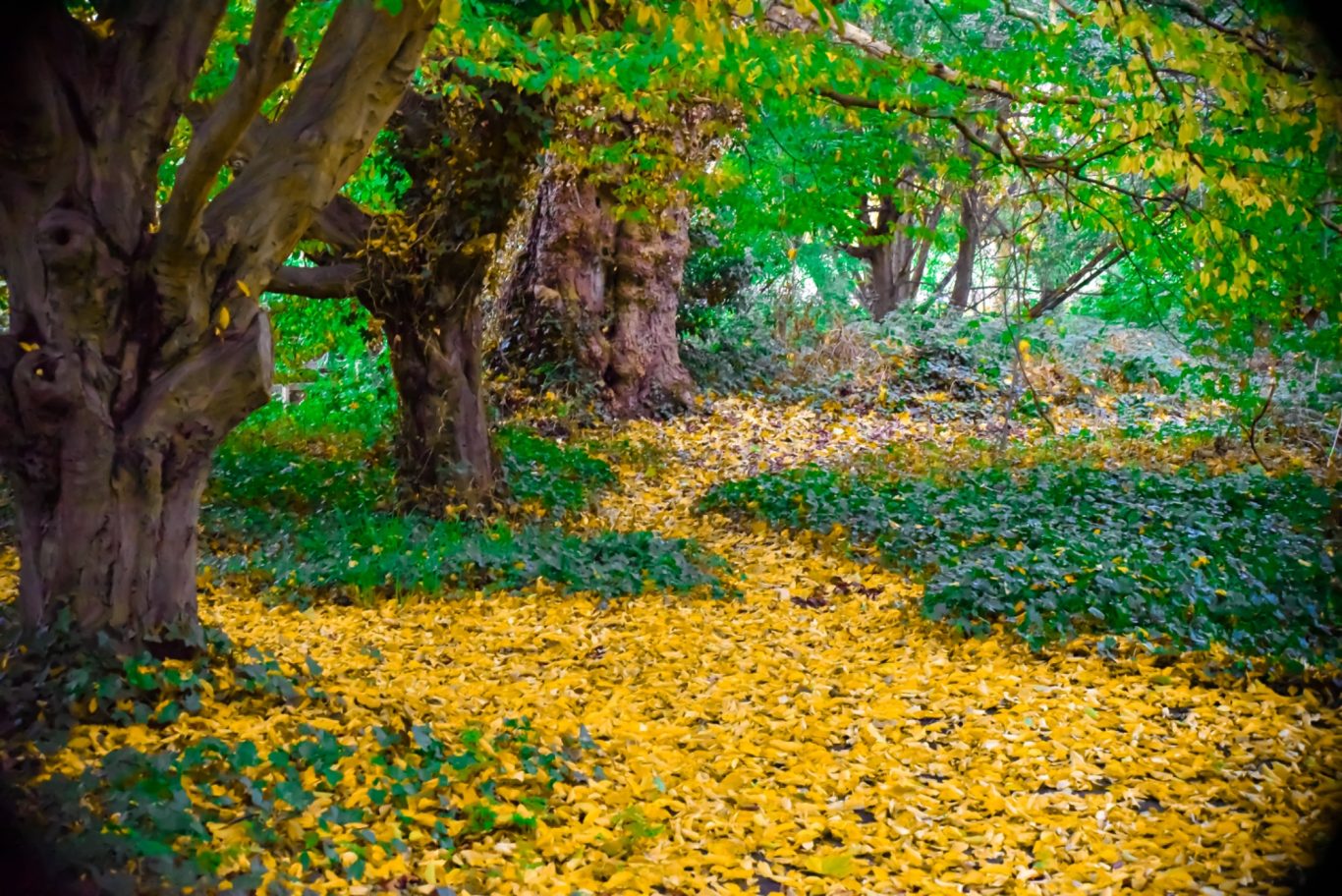Follow The Yellow Brick Road